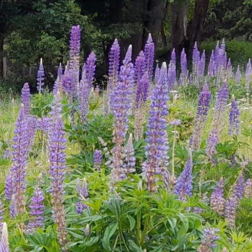 Lupinus