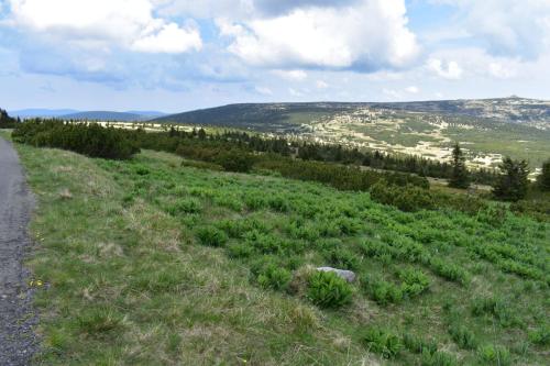 Kýchavice