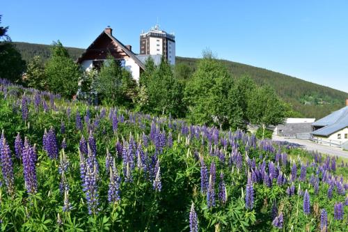 Lupinus