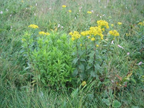 Senecio