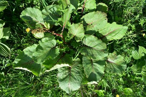 Rumex detail