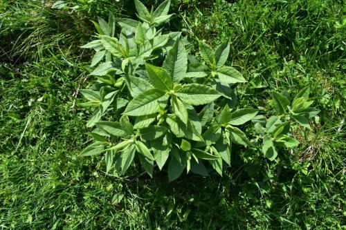 Senecio detail