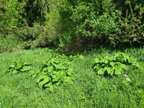 20250505 HamerniceMlyn