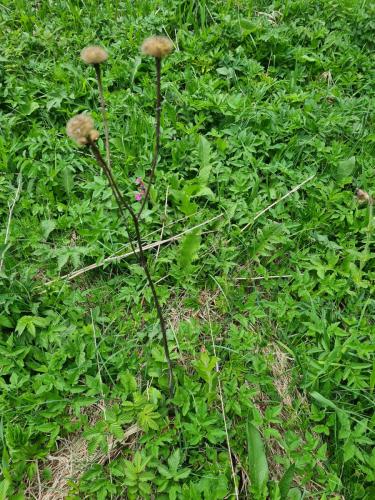 20250505 HamerniceTabor