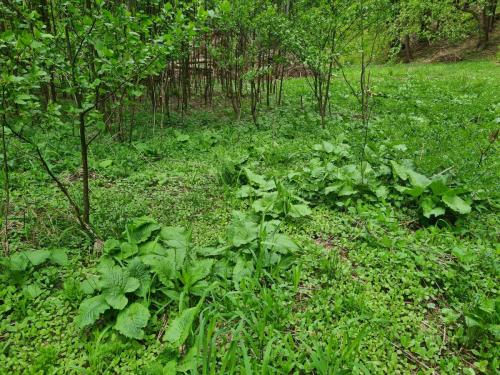 20250505 JulincinoUdoli