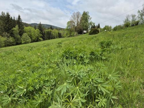 20250505 ricky machacek