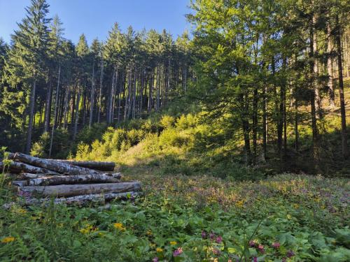 20250819 julincino udoli-2