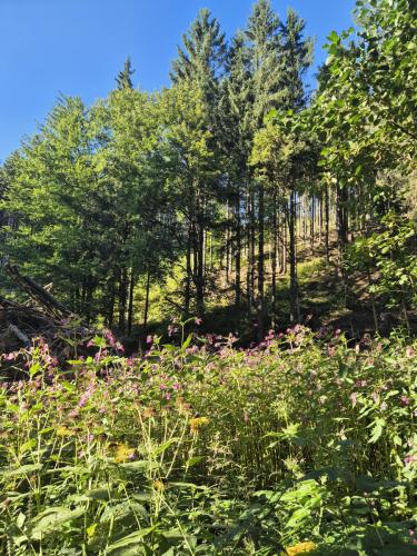 20250819 julincino udoli